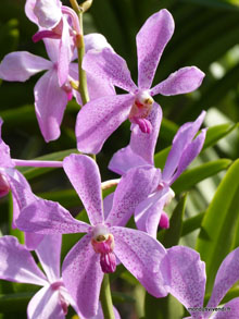 Orchidées - Malaisie